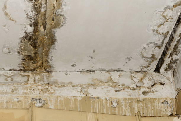 Best Residential Mold Inspection & Testing  in Pleasureville, KY